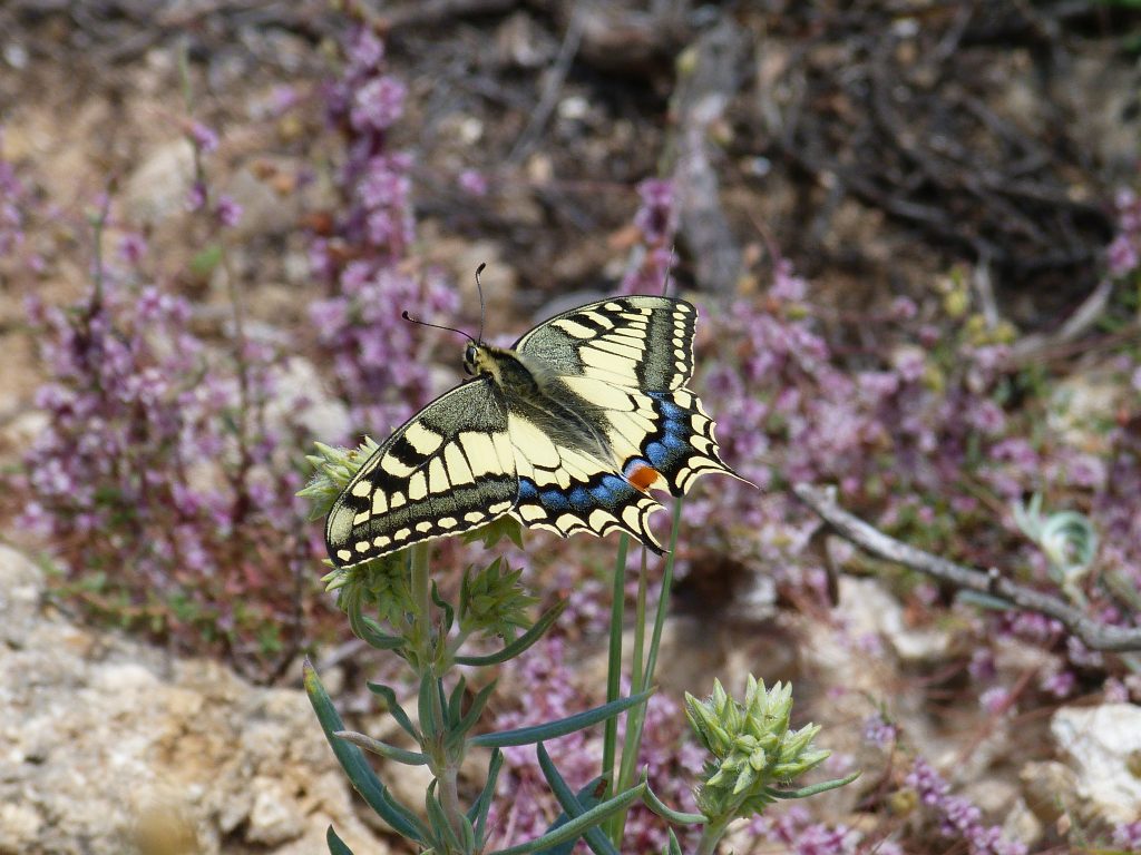 Mariposa macaón​ (Papilio machaon) de Antequera Entorno Natural