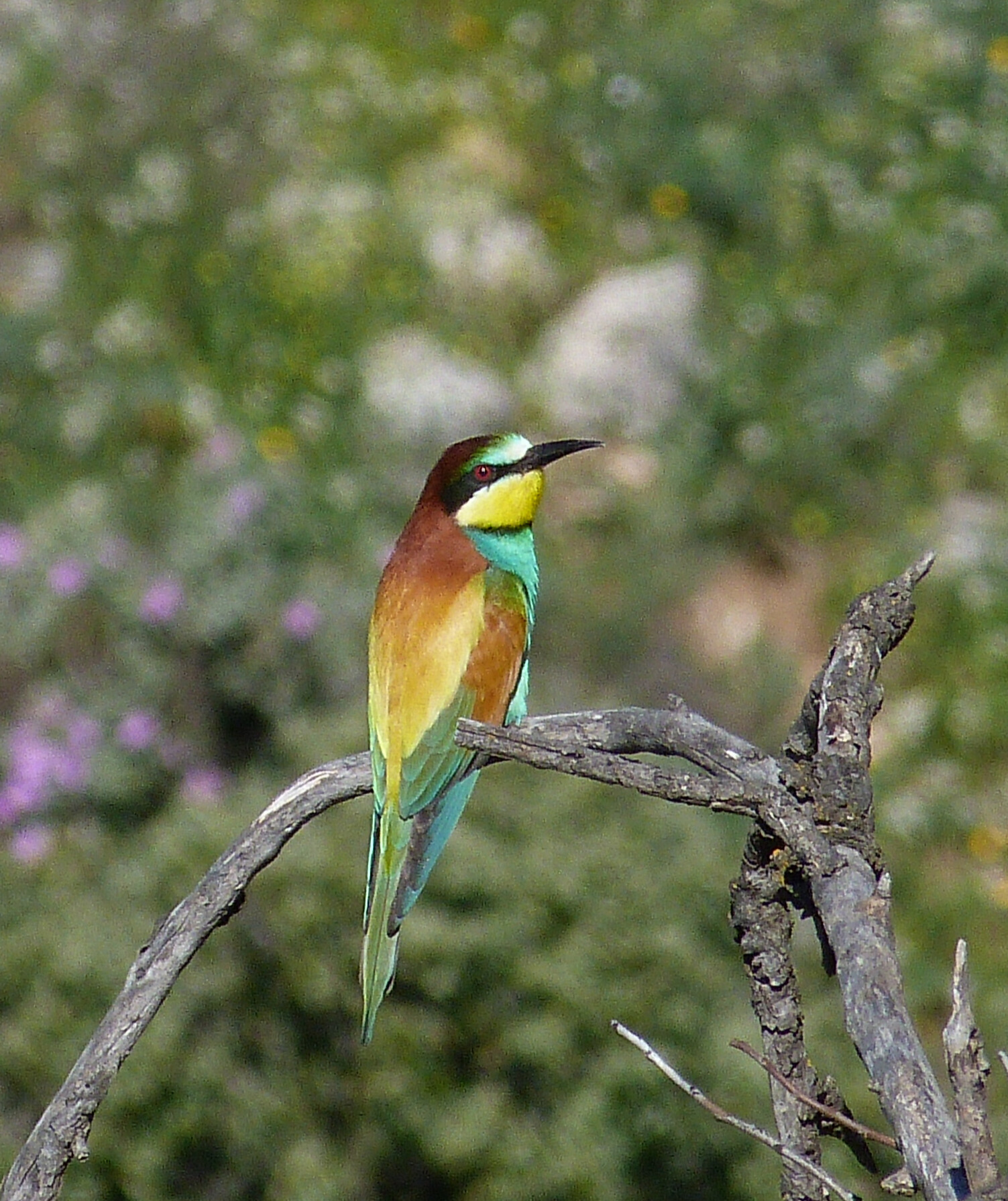 Bird1