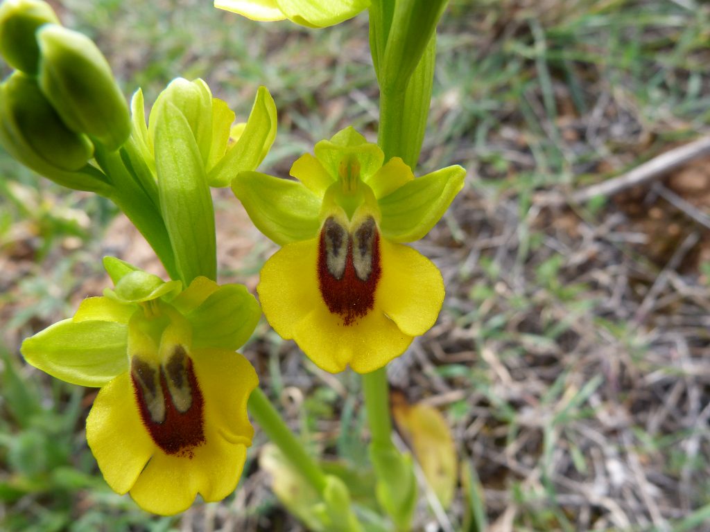 Orquídea Abejera amarilla _Ophrys lutea