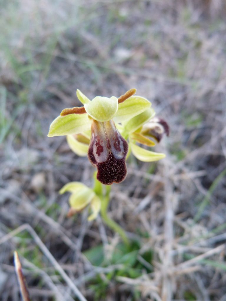 orquídea abejera oscura (Ophrys fusca)