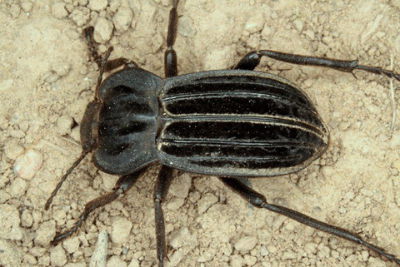 Alphasida holosericea