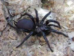 Araña trampa (Macrothele calpeiana)