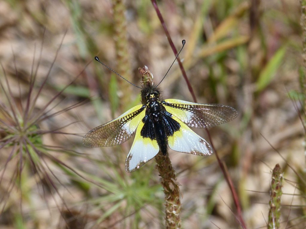 Ascaláfido Libelloides baeticus