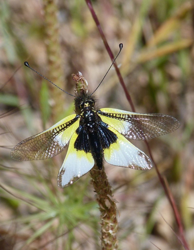 Ascaláfido Libelloides baeticus