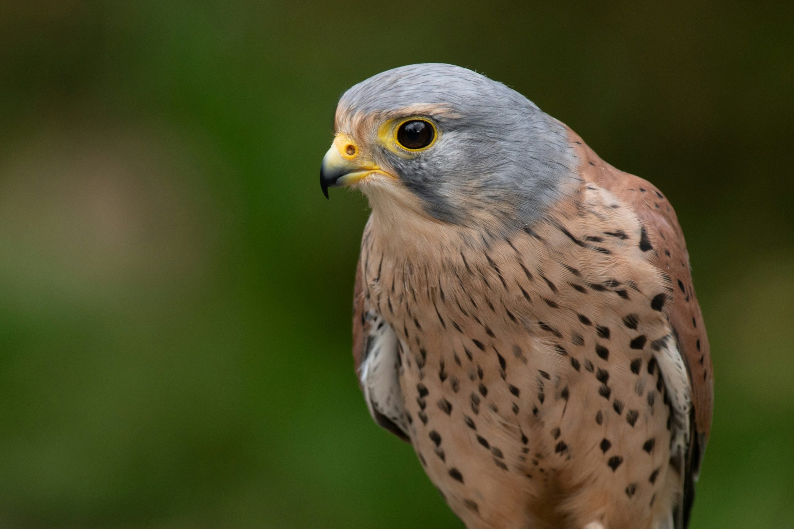 Bird1