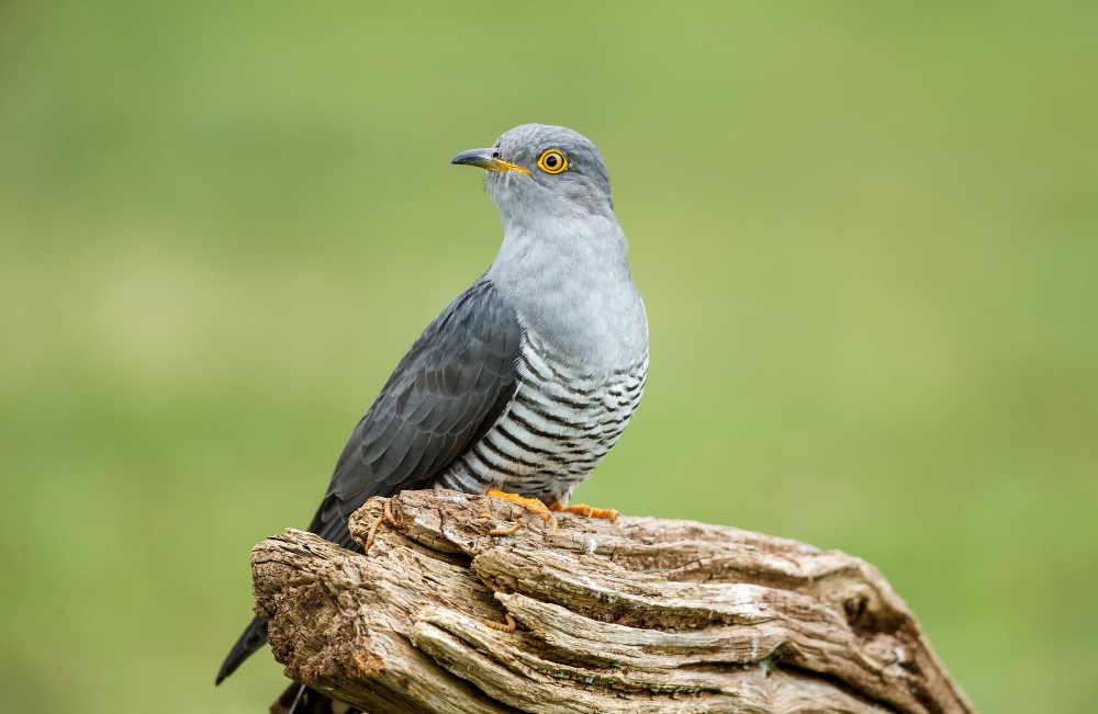 Bird2