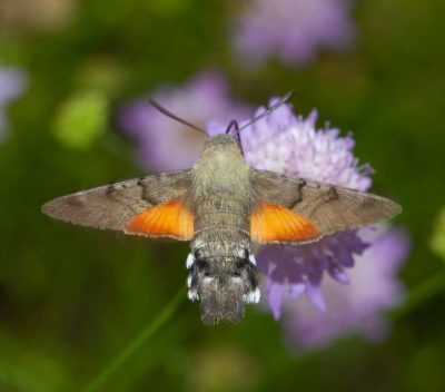 Esfinge colibrí (Macroglossum stellatarum)_Antequera Entorno Natural