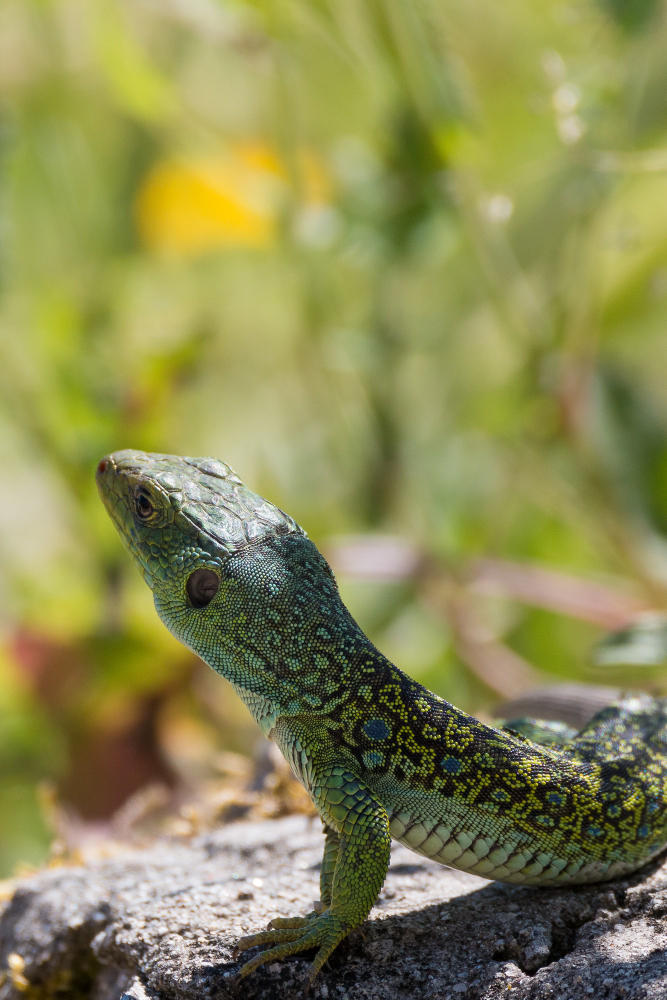 Lagarto ocelado (Timon lepidus)_Antequera Natural_Malaga