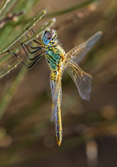 Libélula emperador (Anax imperator)