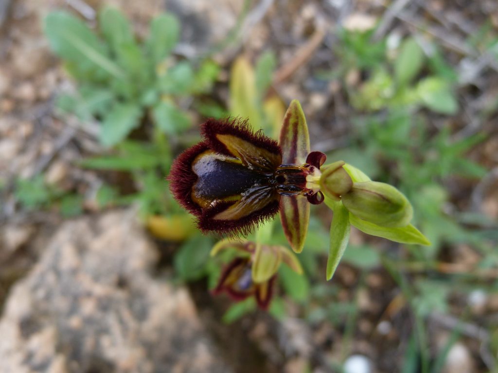 Orquídea Flor de espejo (Ophrys vernixia)