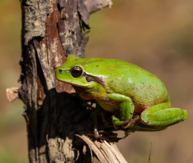 Rana arbórea mediterránea (Hyla meridionalis)