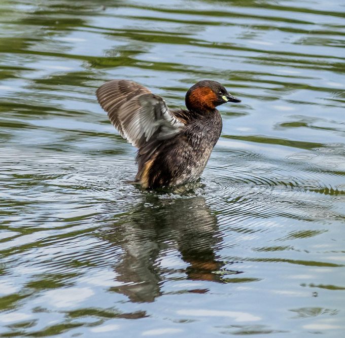 Bird