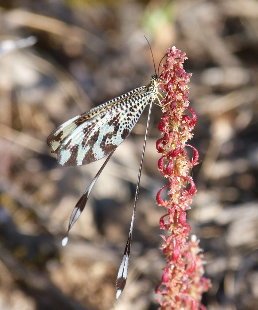 duende Nemoptera bipennis