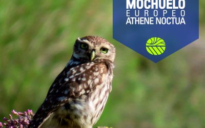 MOCHUELO INSTA